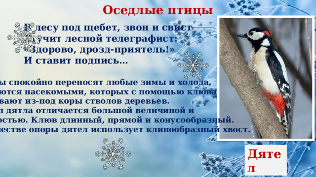 Оседлые птицы В лесу под щебет, звон и свист Стучит лесной телеграфист: «Здорово, дрозд-приятель!» И ставит подпись… Дятлы спокойно переносят любые зимы и холода. Питаются насекомыми, которых с помощью клюва добывают из-под коры стволов деревьев. Череп дятла отличается большой величиной и крепостью. Клюв длинный, прямой и конусообразный. В качестве опоры дятел использует клинообразный хвост.  Дятел 