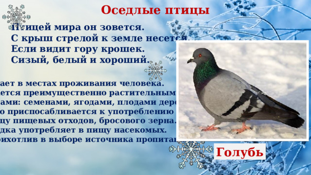 Оседлые птицы Птицей мира он зовется. С крыш стрелой к земле несется, Если видит гору крошек. Сизый, белый и хороший. Обитает в местах проживания человека. Питается преимущественно растительными кормами: семенами, ягодами, плодами деревьев. Легко приспосабливается к употреблению в пищу пищевых отходов, бросового зерна. Изредка употребляет в пищу насекомых. Неприхотлив в выборе источника пропитания.  Голубь 
