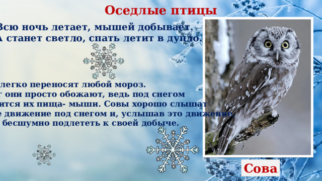 Оседлые птицы Всю ночь летает, мышей добывает. А станет светло, спать летит в дупло. Совы легко переносят любой мороз. А снег они просто обожают, ведь под снегом находится их пища- мыши. Совы хорошо слышат любое движение под снегом и, услышав это движение, могут бесшумно подлететь к своей добыче. Сова 