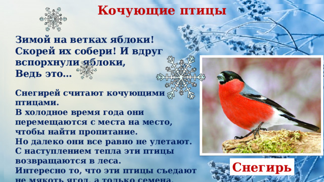 Кочующие птицы Оседлые птицы Зимой на ветках яблоки! Скорей их собери! И вдруг вспорхнули яблоки, Ведь это… Снегирей считают кочующими птицами. В холодное время года они перемещаются с места на место, чтобы найти пропитание. Но далеко они все равно не улетают. С наступлением тепла эти птицы возвращаются в леса. Интересно то, что эти птицы съедают не мякоть ягод, а только семена. Также они с удовольствием кушают хлебные крошки, семена подсолнечника. Снегирь 