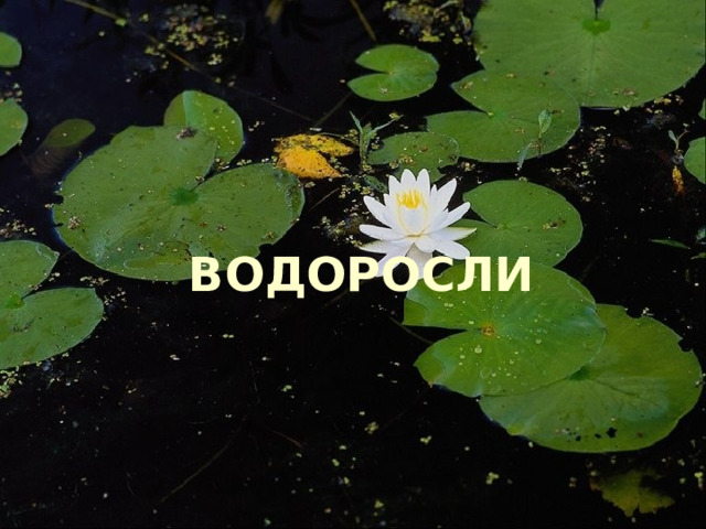     ВОДОРОСЛИ 