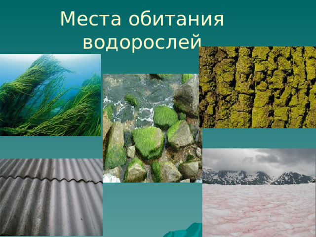 Места обитания водорослей 