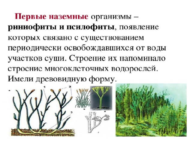 Эволюция наземных растений таблица 7 класс Развитие растительного мира
