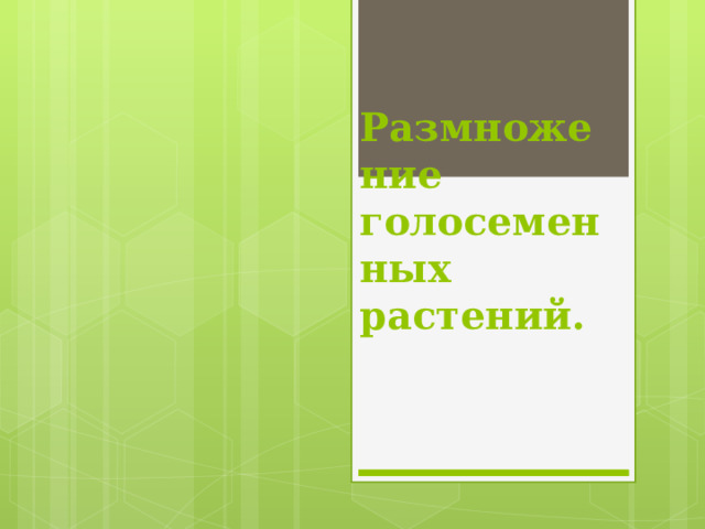Размножение голосеменных растений. 