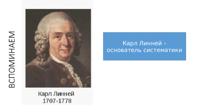 Карл Линней – основатель систематики 