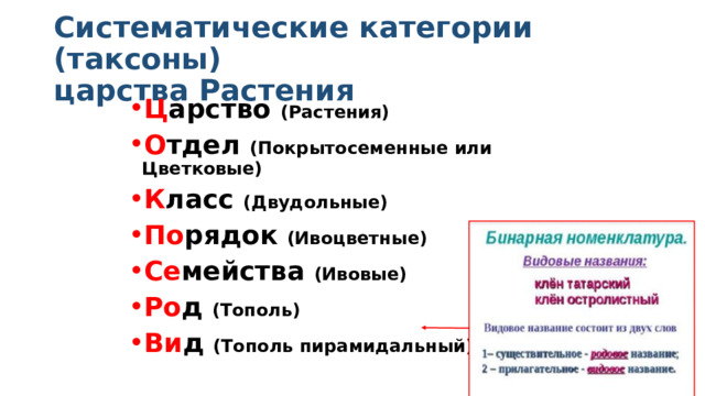 Систематические категории (таксоны)  царства Растения Ц арство (Растения) О тдел (Покрытосеменные или Цветковые) К ласс (Двудольные) По рядок (Ивоцветные) Се мейства (Ивовые) Ро д (Тополь) Ви д (Тополь пирамидальный) 