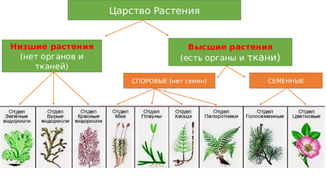Царство Растения Высшие растения (есть органы и ткани) Низшие растения (нет органов и тканей) СЕМЕННЫЕ СПОРОВЫЕ (нет семян) 