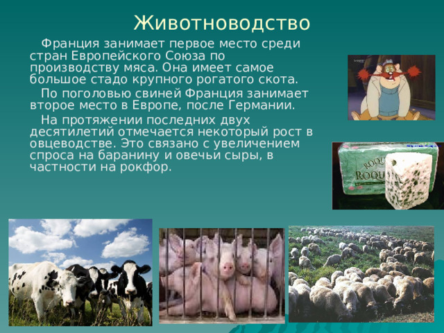 Животноводство  Франция занимает первое место среди стран Европейского Союза по производству мяса. Она имеет самое большое стадо крупного рогатого скота.  По поголовью свиней Франция занимает второе место в Европе, после Германии.  На протяжении последних двух десятилетий отмечается некоторый рост в овцеводстве. Это связано с увеличением спроса на баранину и овечьи сыры, в частности на рокфор. 