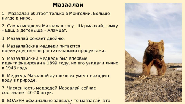      Мазаалай 1. Мазаалай обитает только в Монголии. Больше нигде в мире. 2. Самца медведя Мазаалая зовут Шармаахай, самку – Евш, а детеныша – Аламцаг. 3. Мазаалай рожает двойню. 4. Мазаалайские медведи питаются преимущественно растительными продуктами. 5. Мазаалайский медведь был впервые идентифицирован в 1899 году, но его увидели лично в 1943 году. 6. Медведь Мазаалай лучше всех умеет находить воду в природе. 7. Численность медведей Мазаалай сейчас составляет 40-50 штук. 8. БОАЗЯН официально заявил, что мазаалай это животно, которое, занесено в Красную книгу. 