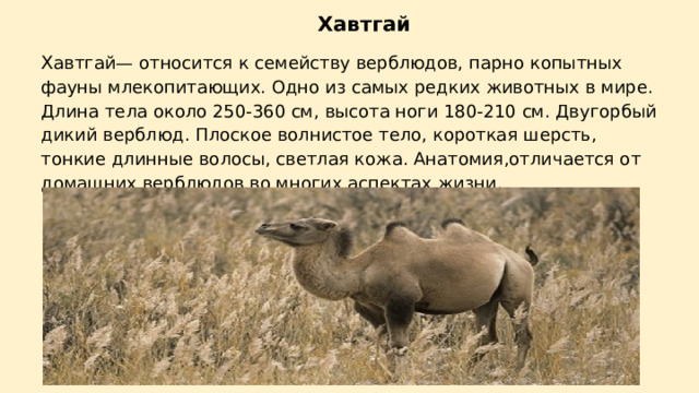      Хавтгай Х автгай— относится к семейству верблюдов, парно копытных фауны млекопитающих. Одно из самых редких животных в мире. Длина тела около 250-360 см, высота ноги 180-210 см. Двугорбый дикий верблюд. Плоское волнистое тело, короткая шерсть, тонкие длинные волосы, светлая кожа. Анатомия,отличается от домашних верблюдов во многих аспектах жизни. 