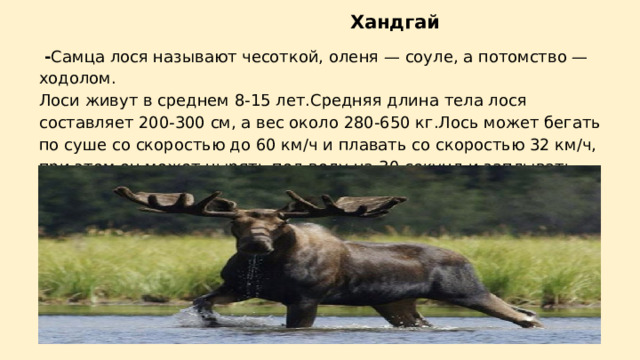      Хандгай  - Самца лося называют чесоткой, оленя — соуле, а потомство — ходолом. Лоси живут в среднем 8-15 лет.Средняя длина тела лося составляет 200-300 см, а вес около 280-650 кг.Лось может бегать по суше со скоростью до 60 км/ч и плавать со скоростью 32 км/ч, при этом он может нырять под воду на 30 секунд и заплывать очень далеко.  