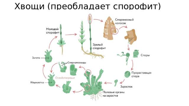 Хвощи (преобладает спорофит) 