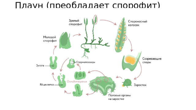 Плаун (преобладает спорофит) 