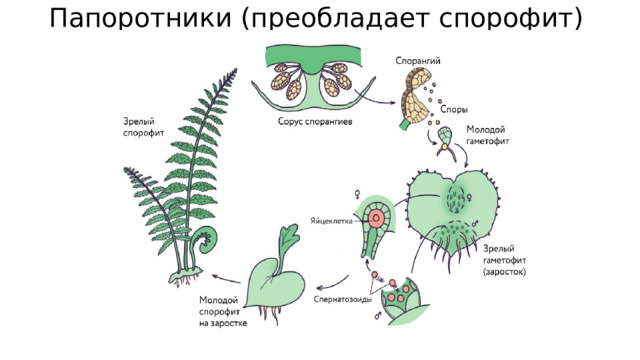 Папоротники (преобладает спорофит) 