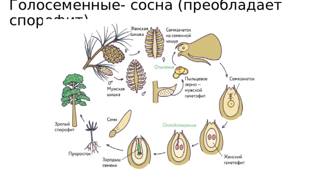 Голосеменные- сосна (преобладает спорофит) 