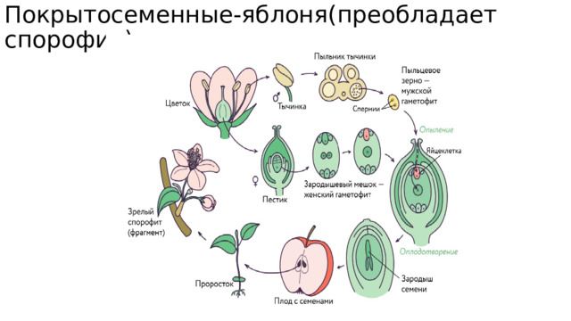Покрытосеменные-яблоня(преобладает спорофит) 