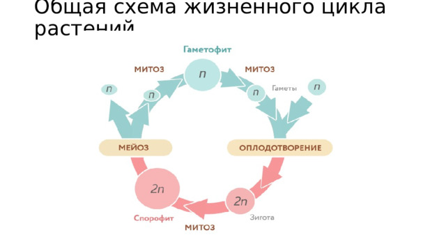 Общая схема жизненного цикла растений 