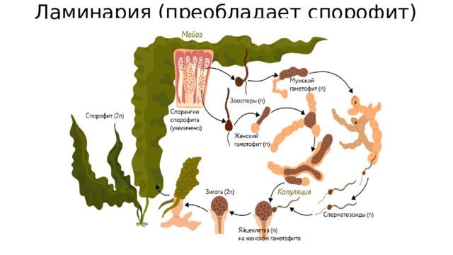 Ламинария (преобладает спорофит) 