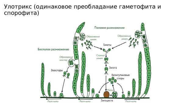 Улотрикс (одинаковое преобладание гаметофита и спорофита) 