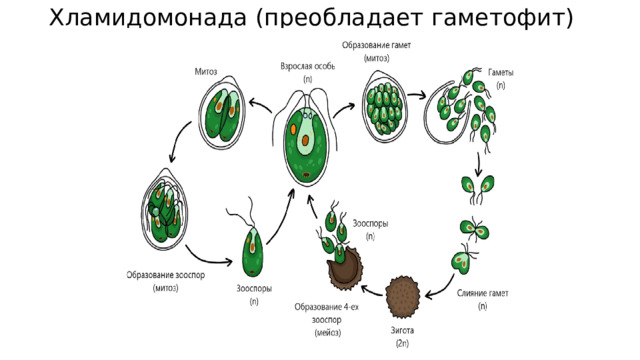 Хламидомонада (преобладает гаметофит) 