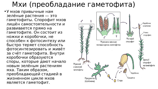 Мхи (преобладание гаметофита) У мхов привычные нам зелёные растения — это гаметофиты. Спорофит мхов лишён самостоятельности и развивается прямо на гаметофите. Он состоит из ножки и коробочки, не способен к фотосинтезу или быстро теряет способность фотосинтезировать и живёт за счёт гаметофита. Внутри коробочки образуются споры, которые дают начало новым зелёным растениям мха. Таким образом, преобладающей стадией в жизненном цикле мхов является гаметофит. 