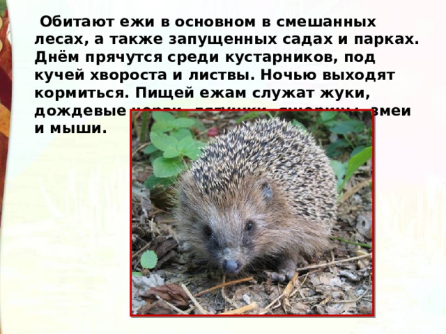   Обитают ежи в основном в смешанных лесах, а также запущенных садах и парках. Днём прячутся среди кустарников, под кучей хвороста и листвы. Ночью выходят кормиться. Пищей ежам служат жуки, дождевые черви, лягушки, ящерицы, змеи и мыши. 