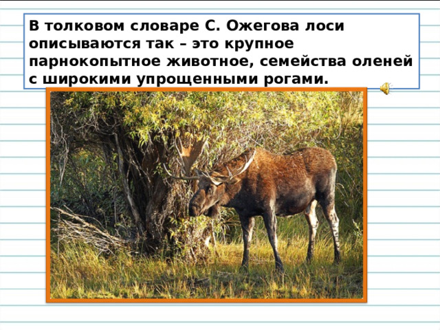 В толковом словаре С. Ожегова лоси описываются так – это крупное парнокопытное животное, семейства оленей с широкими упрощенными рогами. 