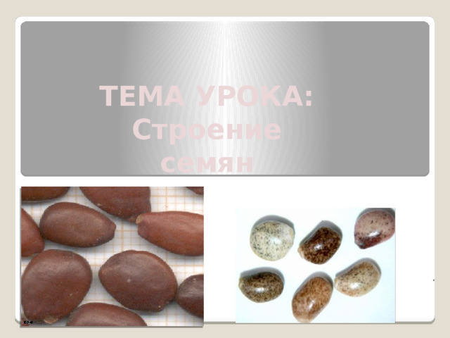 ТЕМА УРОКА: Строение семян . 