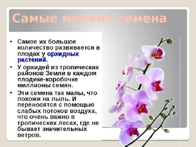 Самые мелкие семена 