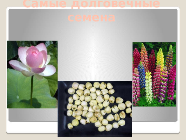 Самые долговечные семена 