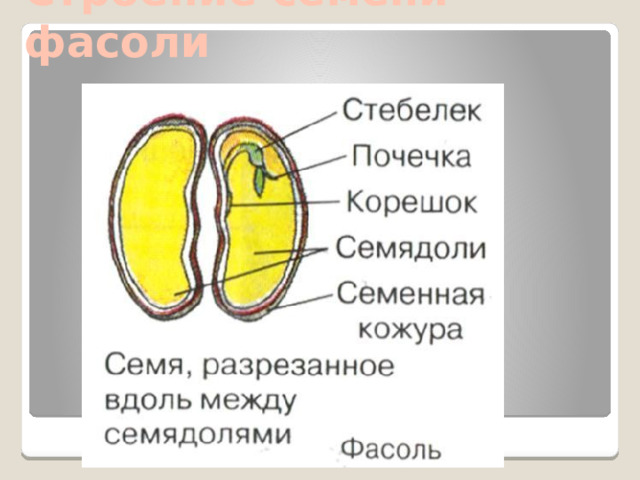 Строение семени фасоли 