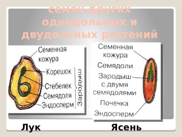 Особенности строения семян других однодольных и двудольных растений Лук Ясень 