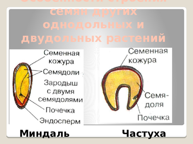 Особенности строения семян других однодольных и двудольных растений   Миндаль Частуха 