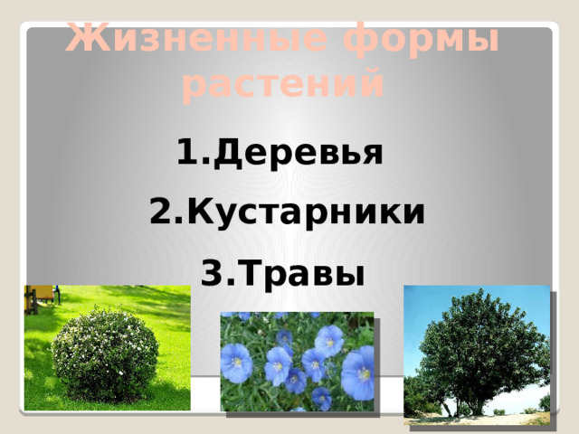 Жизненные формы растений 1.Деревья 2.Кустарники 3.Травы 