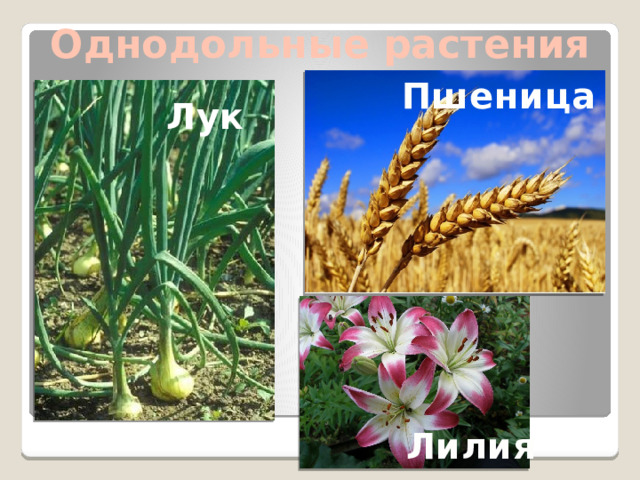 Однодольные растения Пшеница Лук Лилия 