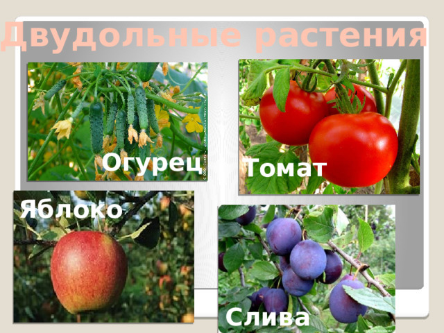 Двудольные растения Огурец Томат Яблоко Слива 