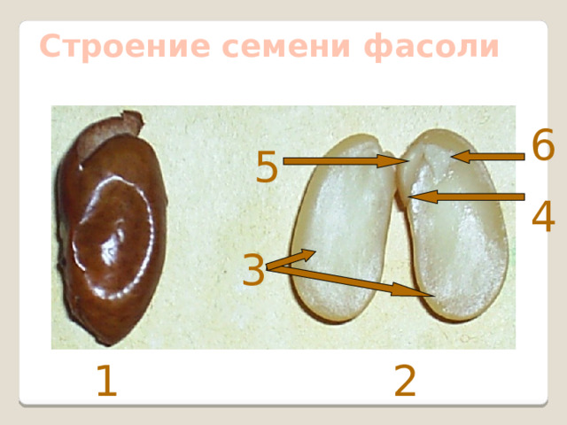 Строение семени фасоли 6 5 4 3 2 1 