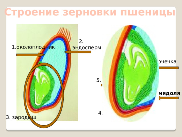 Строение зерновки пшеницы 2. эндосперм 1.околоплодник  6. почечка  5. стебелёк 7. семядоля  4. корешок 3. зародыш 