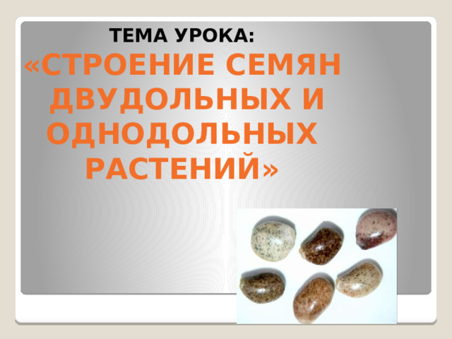 Тема урока:  «Строение семян  двудольных и однодольных растений» 
