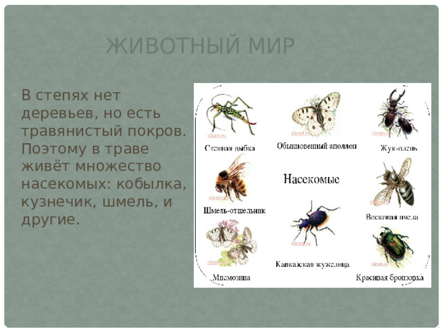 Животный мир В степях нет деревьев, но есть травянистый покров. Поэтому в траве живёт множество насекомых: кобылка, кузнечик, шмель, и другие.  