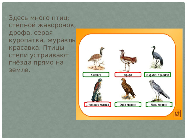 Здесь много птиц: степной жаворонок, дрофа, серая куропатка, журавль-красавка. Птицы степи устраивают гнёзда прямо на земле.  