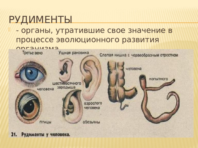 рудименты - органы, утратившие свое значение в процессе эволюционного развития организма. 