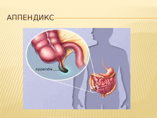 АППЕНДИКС 