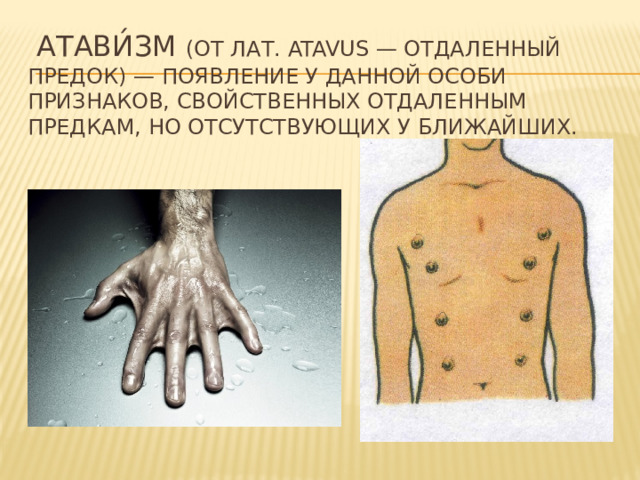 Атави́зм (от лат. atavus — отдаленный предок) — появление у данной особи признаков, свойственных отдаленным предкам, но отсутствующих у ближайших. 