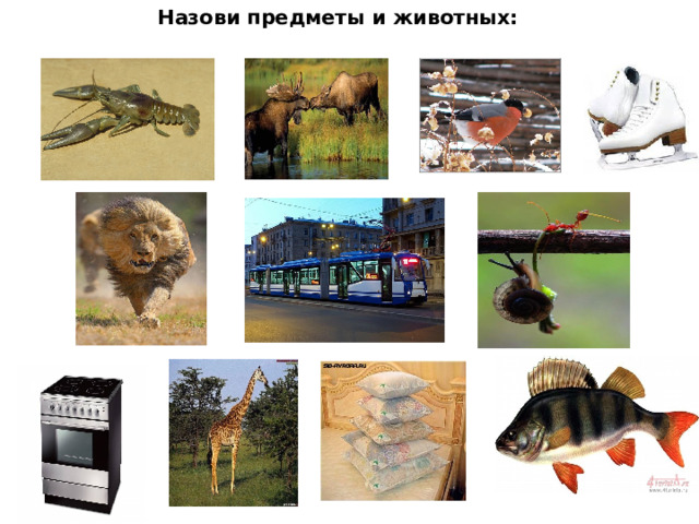 Назови предметы и животных:  