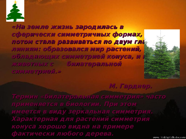 «На земле жизнь зародилась в сферически симметричных формах, а потом стала развиваться по двум главным линиям: образовался мир растений, обладающих симметрией конуса, и мир животных с билатеральной симметрией.» М. Гарднер. Термин «билатеральная симметрия» часто применяется в биологии. При этом имеется в виду зеркальная симметрия. Характерная для растений симметрия конуса хорошо видна на примере фактически любого дерева.  