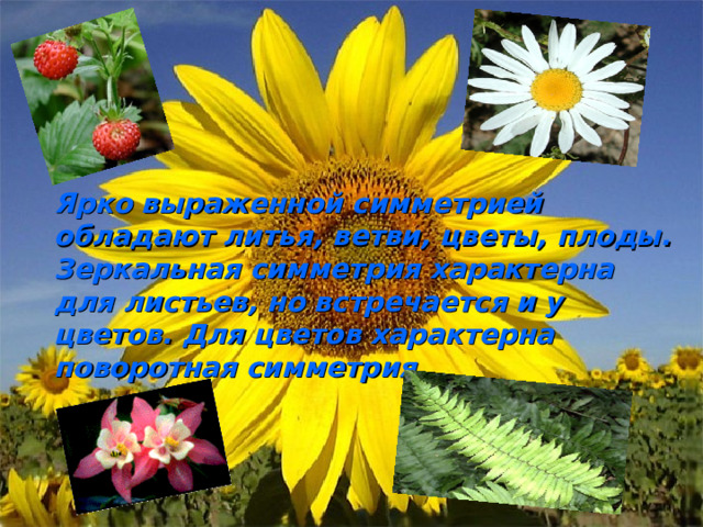 Ярко выраженной симметрией обладают литья, ветви, цветы, плоды. Зеркальная симметрия характерна для листьев, но встречается и у цветов. Для цветов характерна поворотная симметрия.  