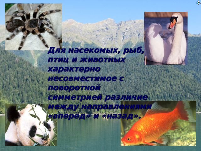 Для насекомых, рыб, птиц и животных характерно несовместимое с поворотной симметрией различие между направлениями «вперёд» и «назад». 