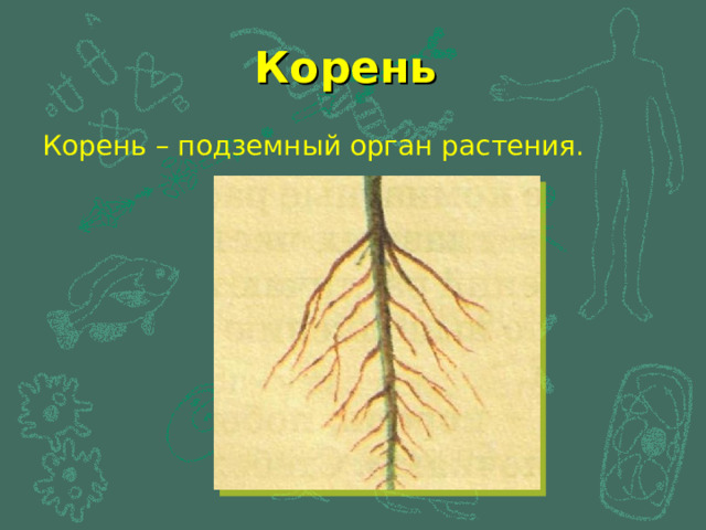 Корень Корень – подземный орган растения. 