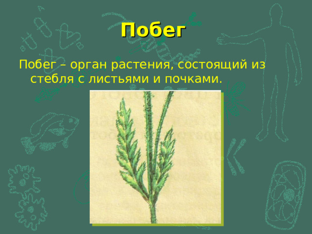 Побег Побег – орган растения, состоящий из стебля с листьями и почками. 